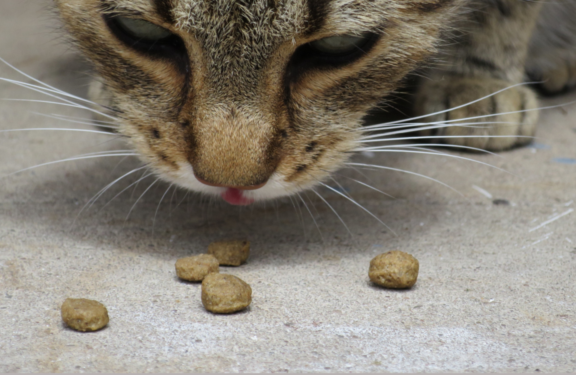 Katze frisst Trockenfutter